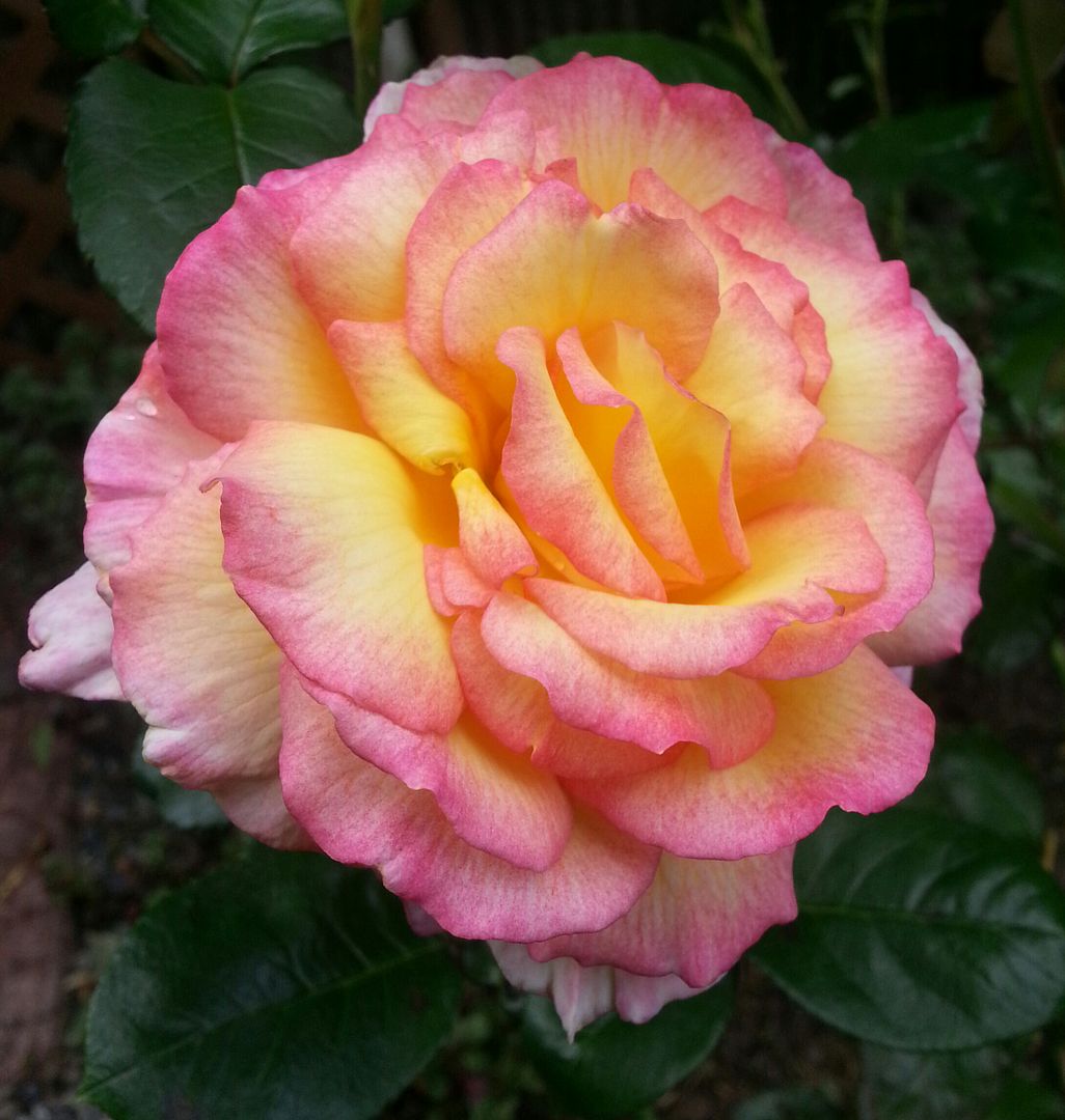  photo 20140626_150226-1_zpscku6b4sy.jpg